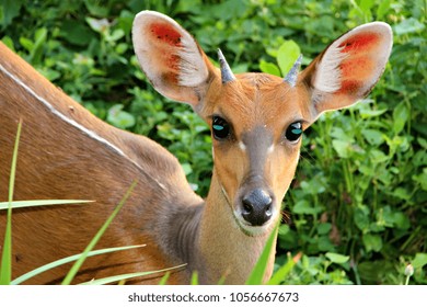 A young bushbuck in a thicket.