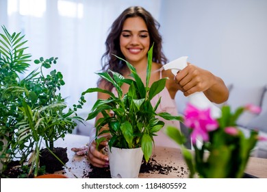 Young businesswoman sprays plants in flowerpots. Woman caring for house plant. Woman taking care of plants at her home, spraying a plant with pure water from a spray bottle - Shutterstock ID 1184805592