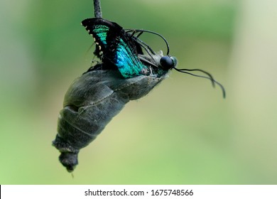 A young butterfly is coming out of the cocoon. - Shutterstock ID 1675748566
