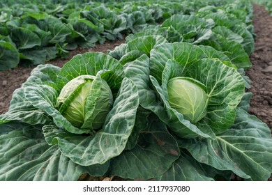 young cabbage grows in the farmer field, growing cabbage in the open field. agricultural business - Shutterstock ID 2117937080