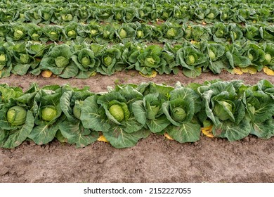 young cabbage grows in the farmer field, growing cabbage in the open field. agricultural business - Shutterstock ID 2152227055