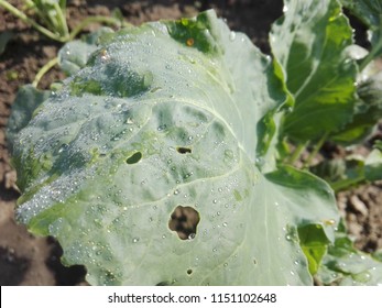young cabbage plant in the soil with dew on it - Shutterstock ID 1151102648