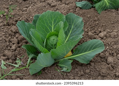 young cabbage sprout on the vegetable bed. - Shutterstock ID 2395396213