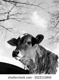 Young Calf Close Up Shows Baby Cow In Black And White During Winter Season On Farm.