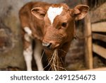 Young calf eats hay in the barn. Cute calf looks into the object. Young cow standing in the barn eating hay. Calf.