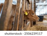 Young calf eats hay in the barn. Cute calf looks into the camera. Young cow standing in the barn eating hay. Calf.