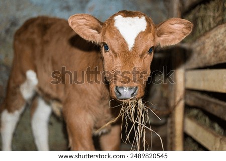 Similar – Image, Stock Photo Cow standing in wooden fenced stall in farm