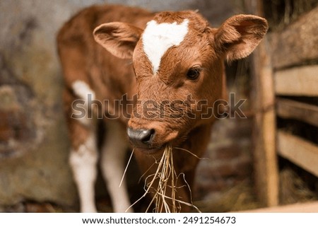 Young calf eats hay in the barn. Cute calf looks into the object. Young cow standing in the barn eating hay. Calf.