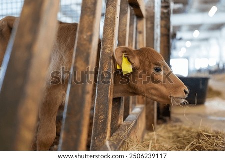 Young calf eats hay in the barn. Cute calf looks into the camera. Young cow standing in the barn eating hay. Calf.