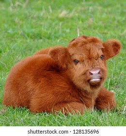Fluffy Cows Hd Stock Images Shutterstock