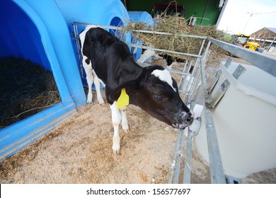 Young calf on a dairy farm drinking water from a drinking bowls 