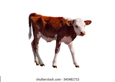 Young Calf Standing Alone, Isolated On White. Newborn Baby Cow