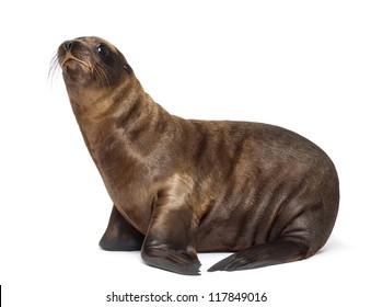 white sea lion