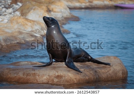 Young Californian Sealion Resting on a Rock