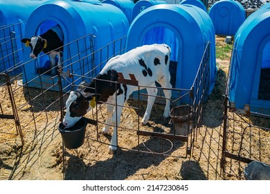 Young Calves In Blue Calf-houses At Diary Farm.