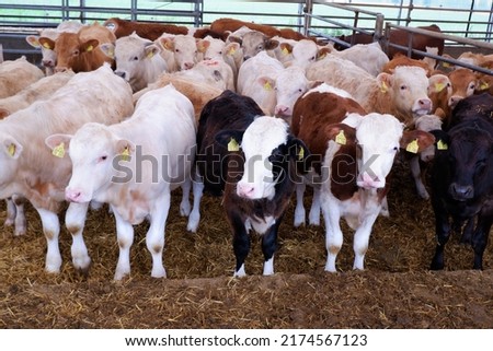 young calves in the calf rearing barn on a beef fattening farm in eastern Germany