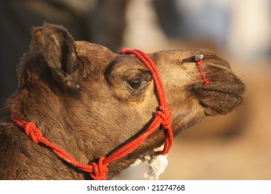 Young Camel With Blood Running From Its Nose Shortly After Having Had A Stud Fitted. Pushkar Fair, Rajasthan, India