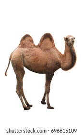 Young Camel On A White Background