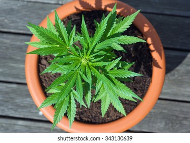 Young Cannabis Plant In A Flower Pot