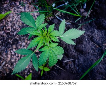  young cannabis plant grows from moist ground. hemp sprout.