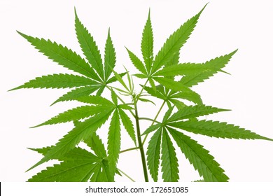 Young Cannabis Plant Marijuana Plant On White Background