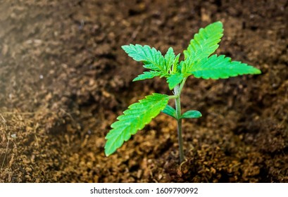 Young Cannabis Plant Seedling On Coco Coir Soil Close Up