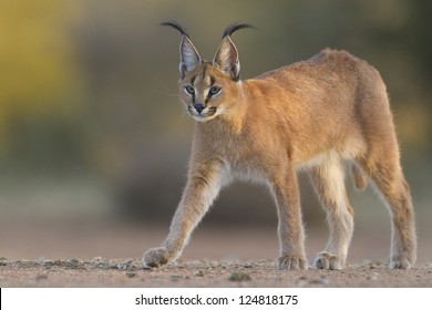 A Young Caracal Walking In South Africa, (Felis Caracal)