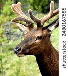 A young caribou in Jasper National Park. Alberta, Canada. 