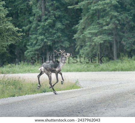 A young caribou walking on the road in Denali National Park and Preserve. Alaska. USA. 