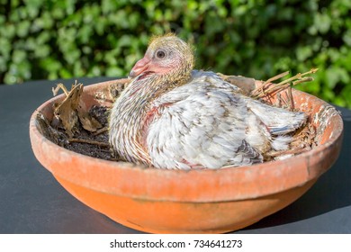 Young carrier pigeon in orange nest scale