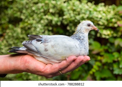 Young carrier pigeon sitting on male hand outdoors