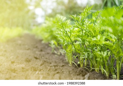 Young Carrot Sprouts In The Soil On The Vegetable Garden.