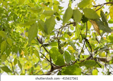 Young Cashew Nut On Tree.