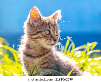 A Young Cat With An Attentive Look In The Garden Among Green Grass In Sunny Weather