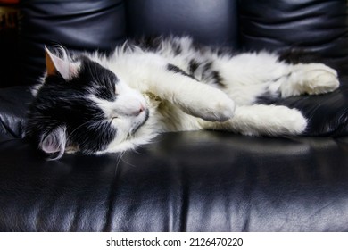 Young Cat In A Black Leather Armchair