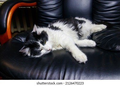 Young Cat In A Black Leather Armchair