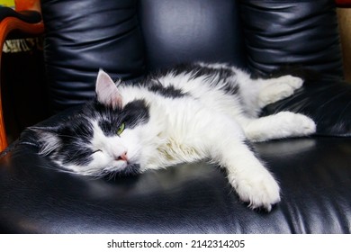 Young Cat In A Black Leather Armchair