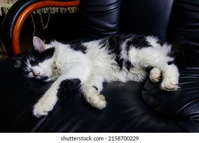 Young Cat In A Black Leather Armchair