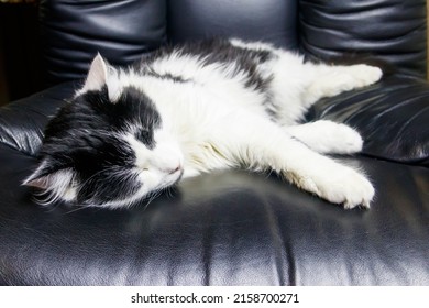 Young Cat In A Black Leather Armchair