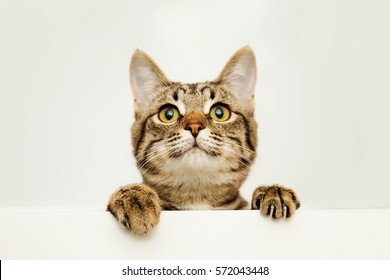 A Young Cat Curiously Peeking Out From Behind The White Background