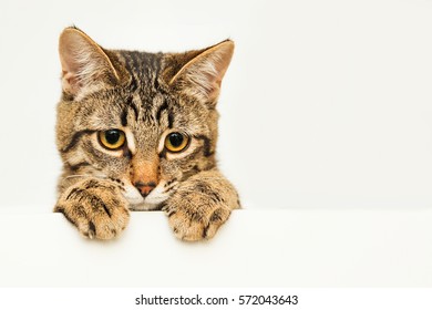 A Young Cat Curiously Peeking Out From Behind The White Background