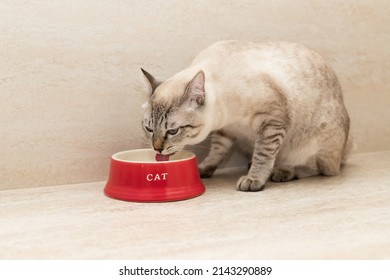 young cat drinks water from red bowl at home. Pet care - Shutterstock ID 2143290889