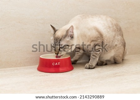 young cat drinks water from red bowl at home. Pet care
