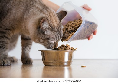 Young Cat Eating At Home From Its Bowl. Female Hand Adding Food