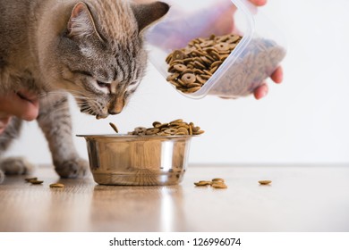 Young Cat Eating At Home From Its Bowl. Female Hand Adding Food