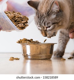 Young Cat Eating At Home From Its Bowl. Female Hand Adding Food