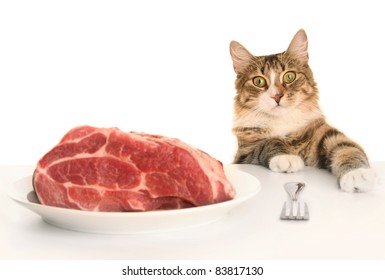 Young Cat Eating Red Meat