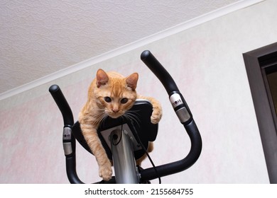 Young Cat With Exercise Bike At Home Close Up