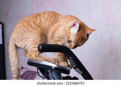 Young Cat With Exercise Bike At Home Close Up