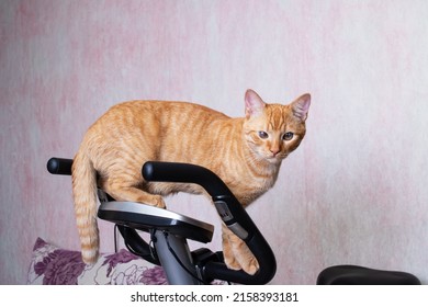 Young Cat With Exercise Bike At Home Close Up